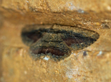 Menophra sp1